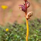 Thymian-Sommerwurz (Orobanche alba) .