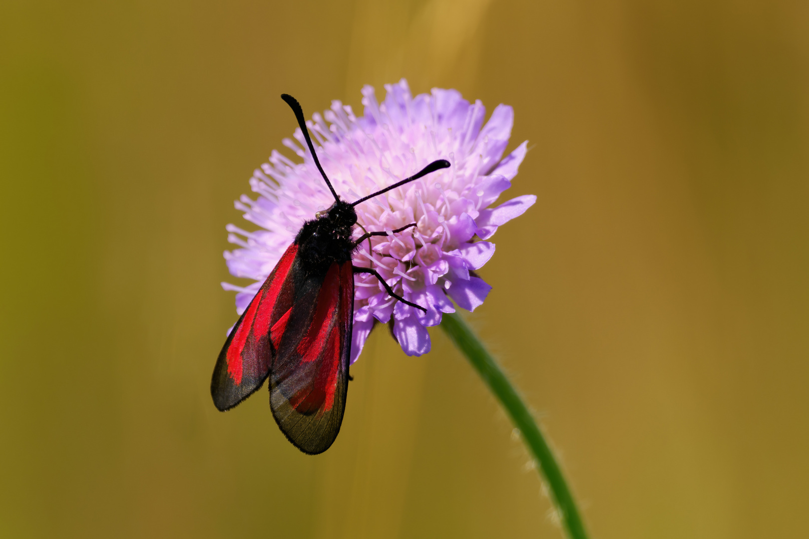 Thymian-Widderchen?