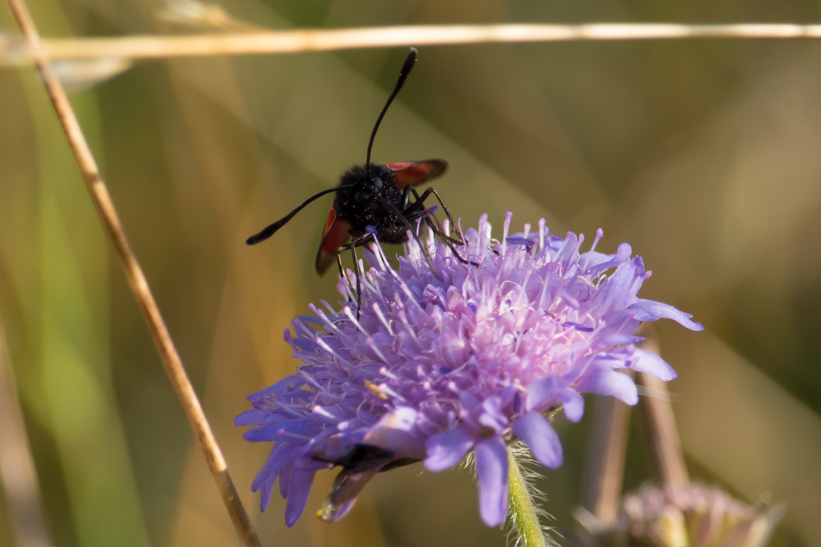 Thymian Widderchen