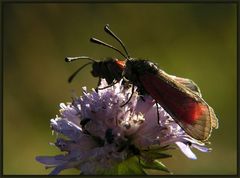 Thymian Widderchen