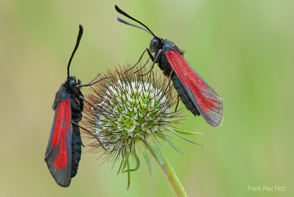 Thymian Widderchen