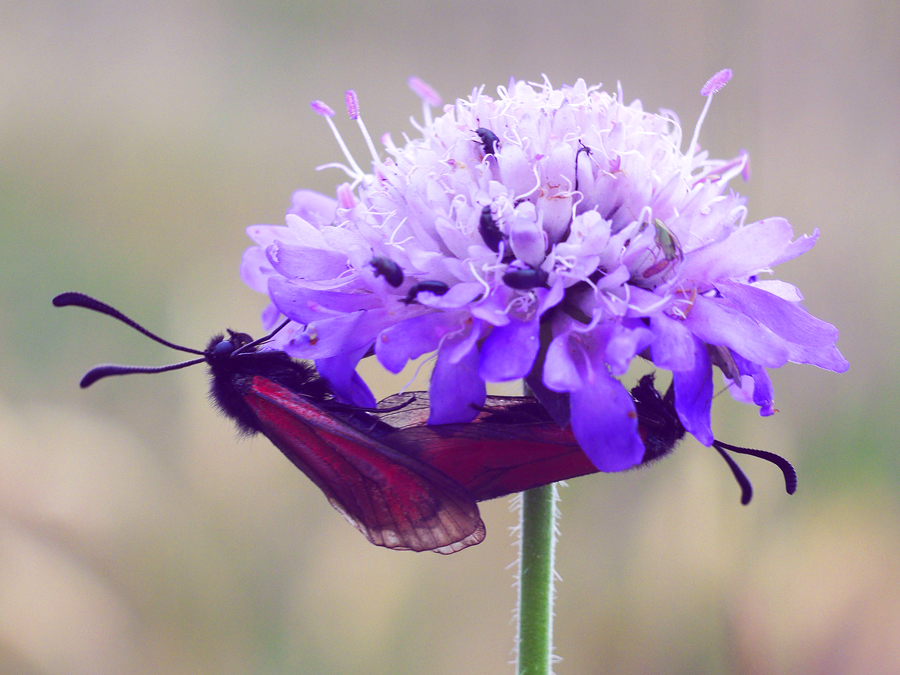 Thymian Widderchen