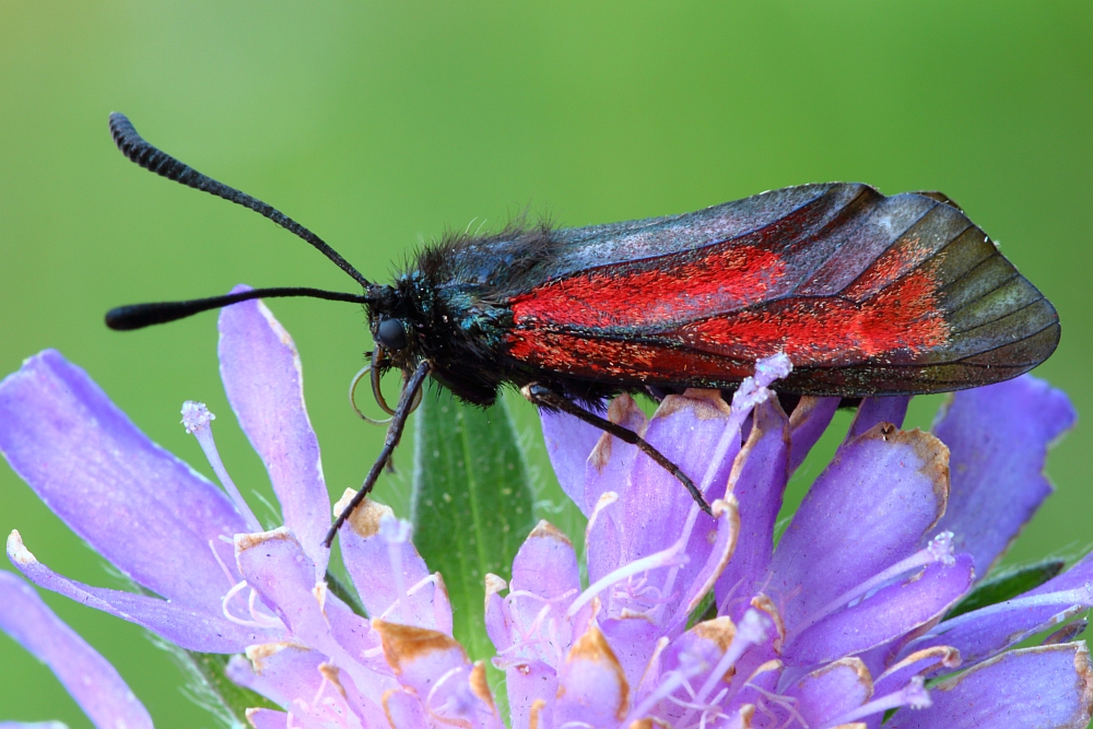 Thymian Widderchen