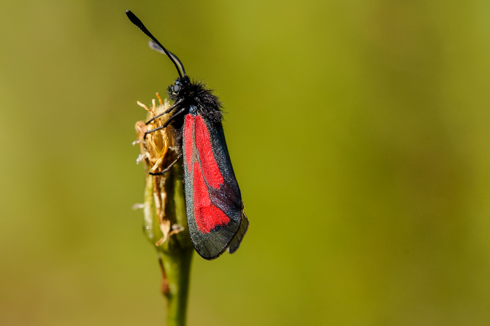 Thymian Widderchen