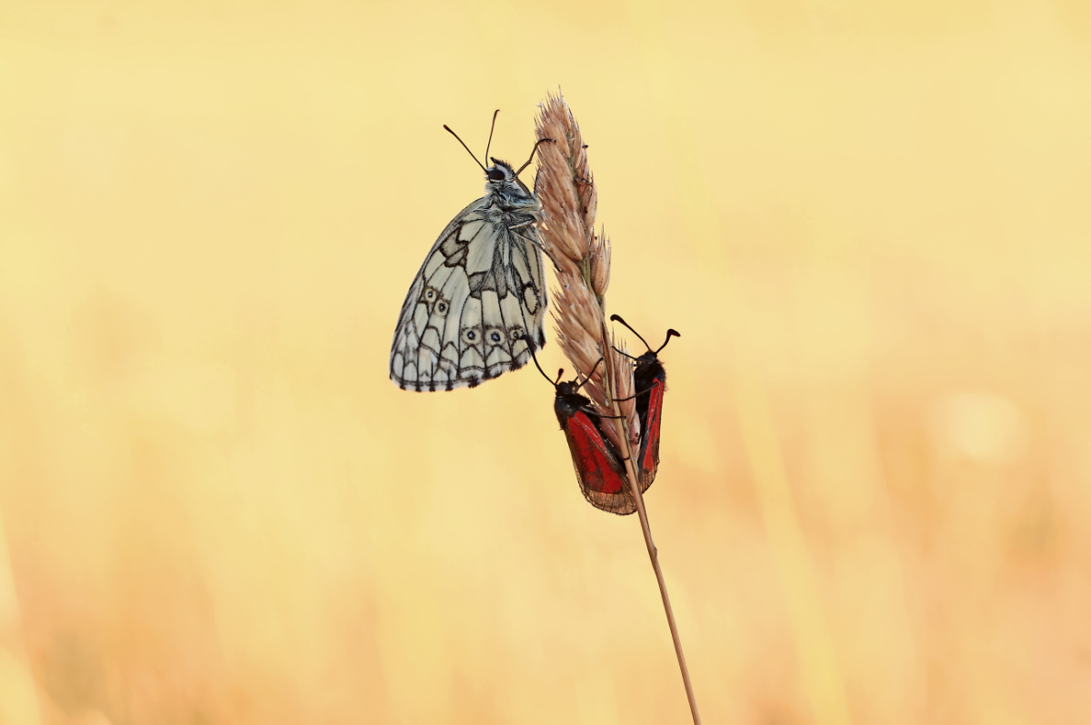 Thymian Widderchen & Schachbrettfalter