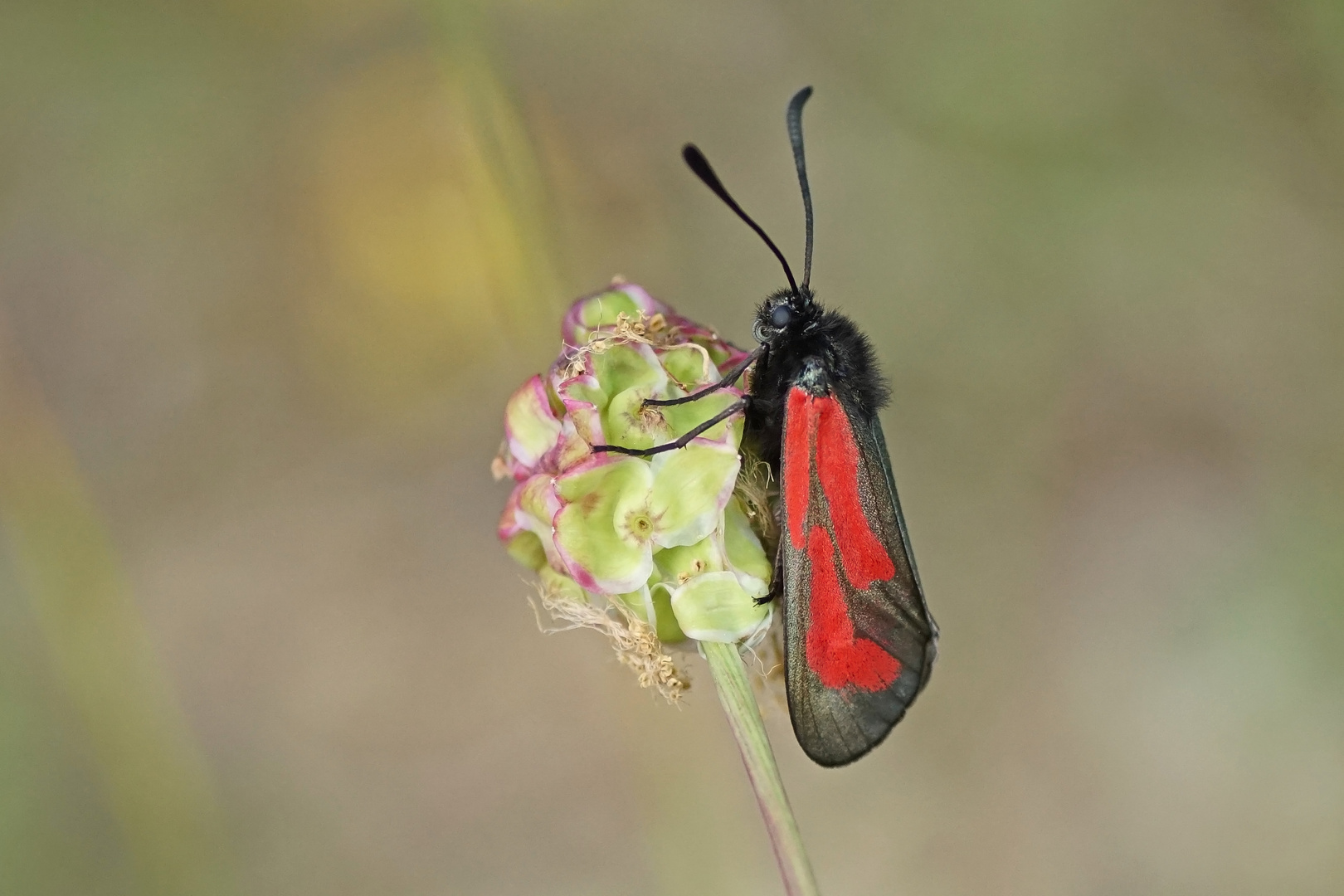 Thymian-Widderchen (Zygaena purpuralis)