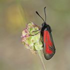 Thymian-Widderchen (Zygaena purpuralis)