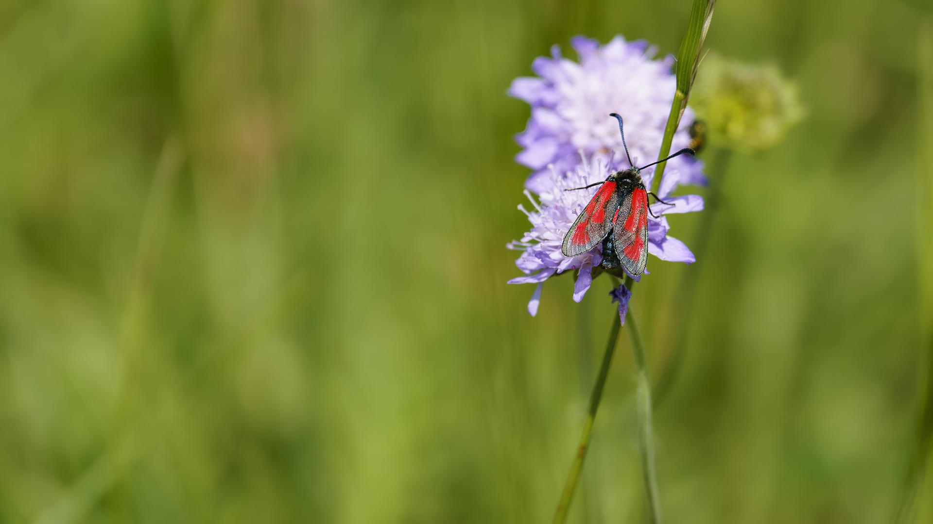 Thymian-Widderchen (Zygaena purpuralis)