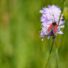 Thymian-Widderchen (Zygaena purpuralis)