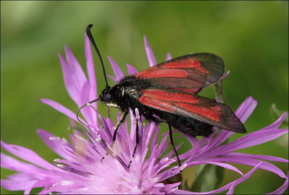 Thymian-Widderchen (Zygaena purpuralis)