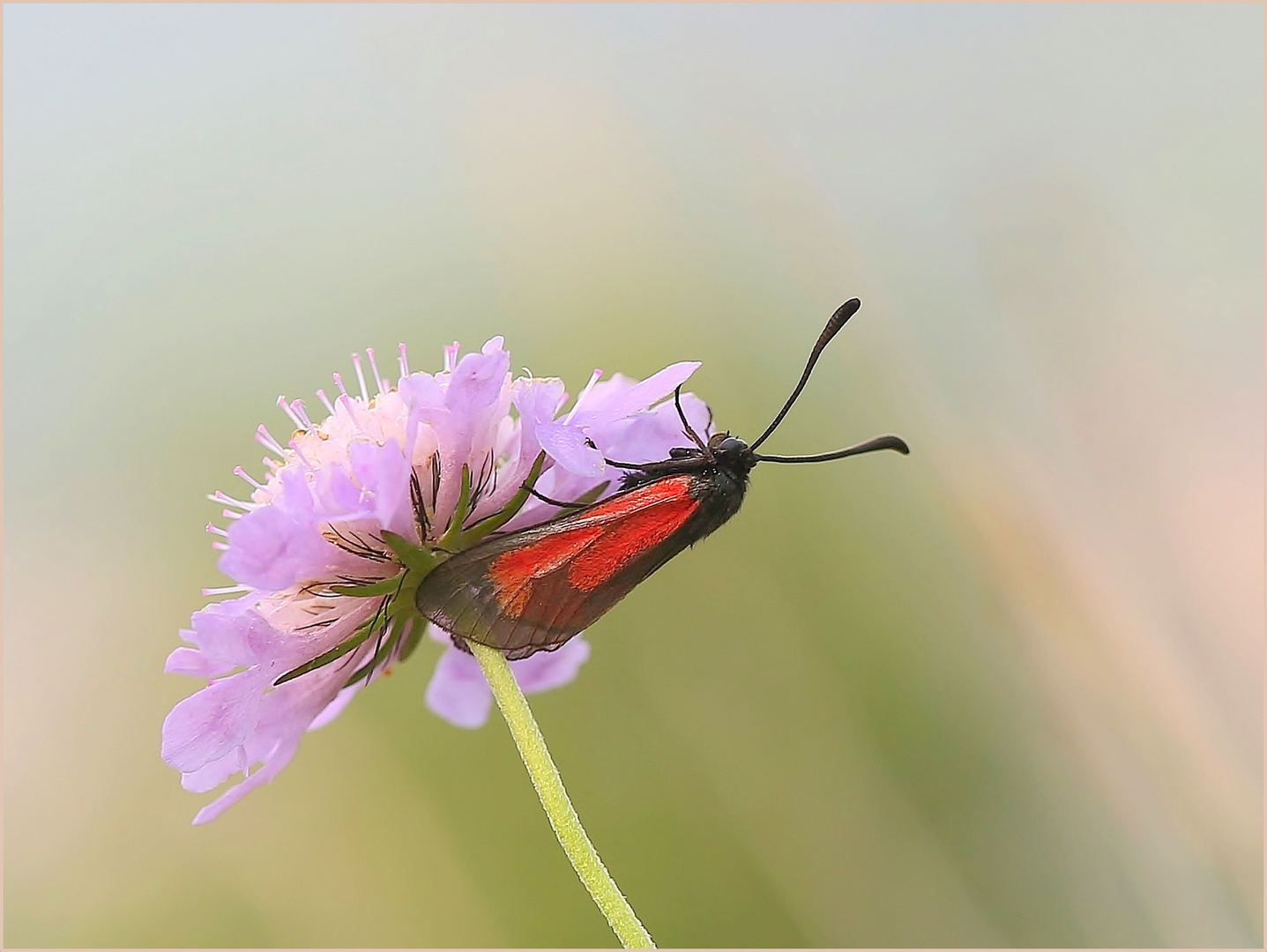 Thymian-Widderchen (Zygaena purpuralis).