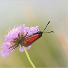 Thymian-Widderchen (Zygaena purpuralis).