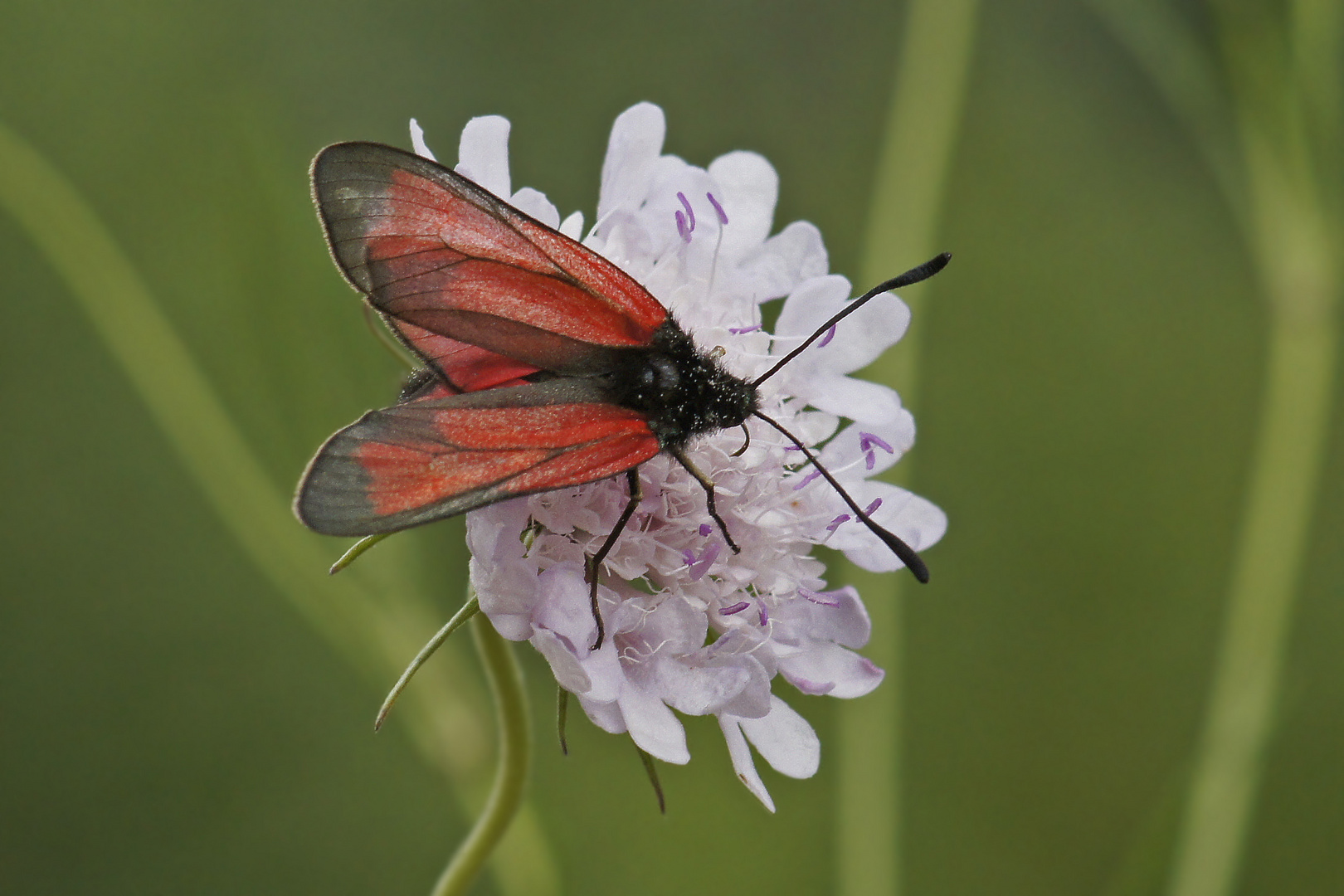 Thymian-Widderchen (Zygaena purpuralis)