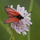 Thymian-Widderchen (Zygaena purpuralis)