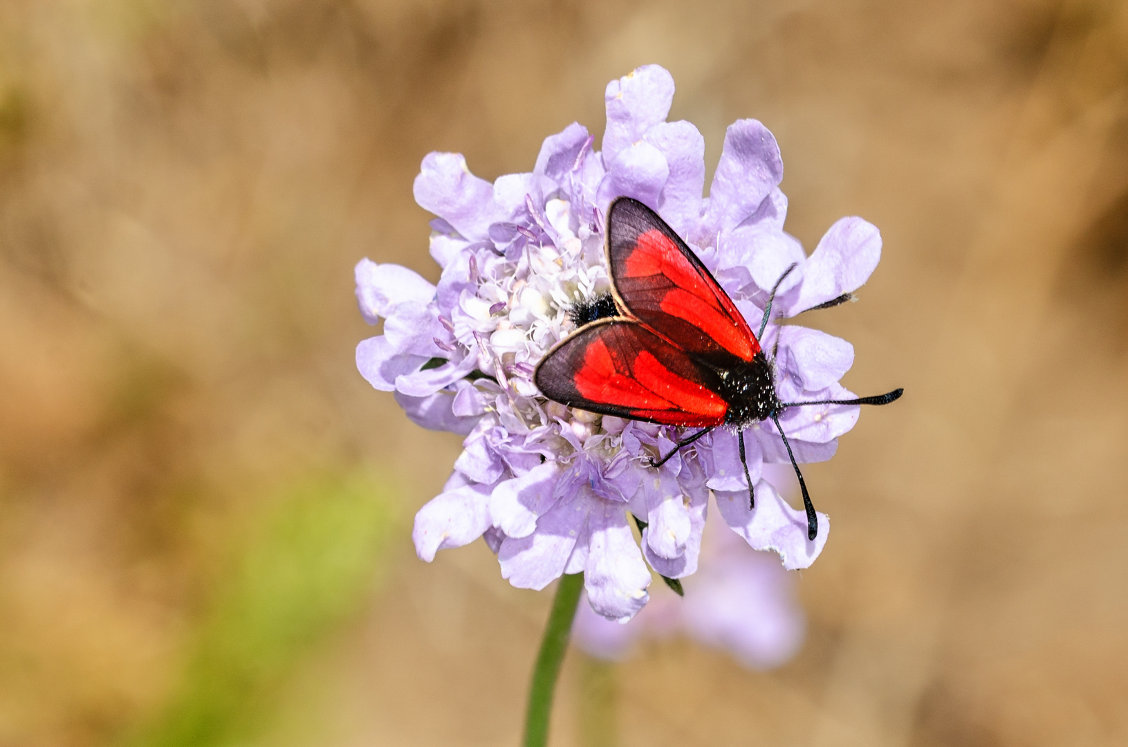 Thymian-Widderchen (Zygaena purpuralis)