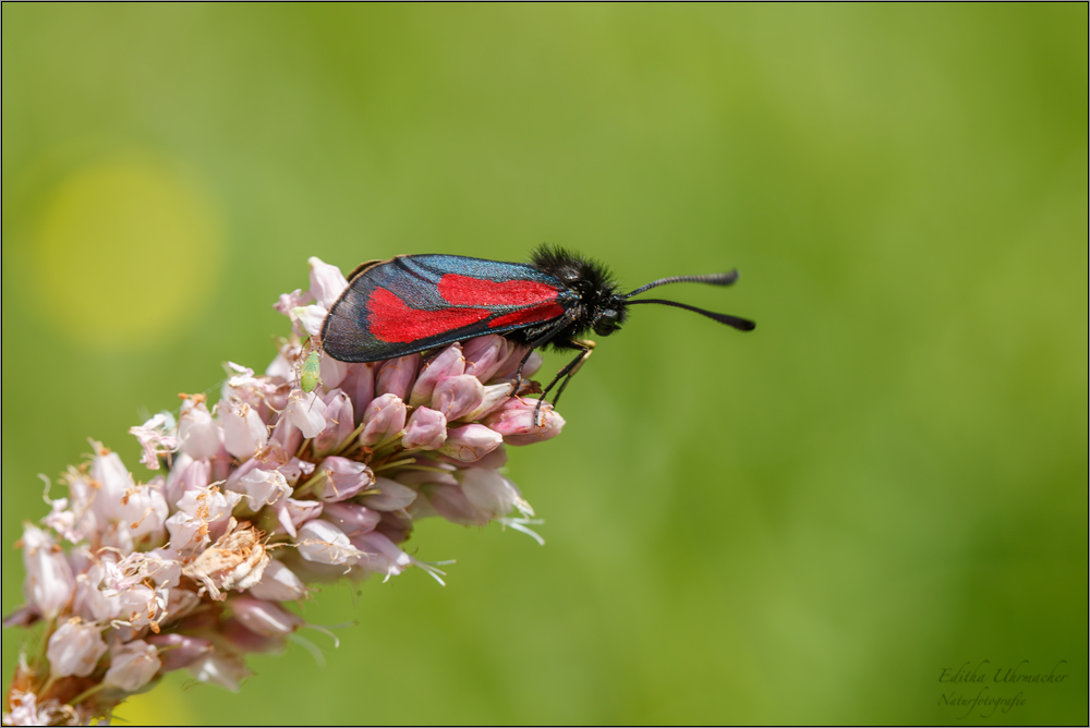 thymian-widderchen ( Zygaena purpuralis )