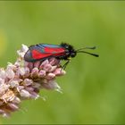 thymian-widderchen ( Zygaena purpuralis )