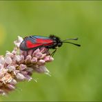 thymian-widderchen ( Zygaena purpuralis )