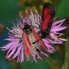 Thymian-Widderchen (Zygaena purpuralis) Copyright Josef Limberger 