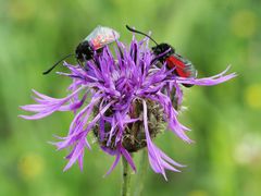 Thymian-Widderchen (Zygaena purpuralis)