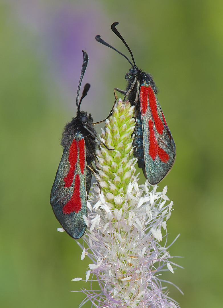 Thymian-Widderchen Zygaena purpuralis