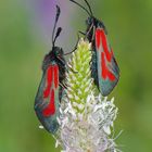 Thymian-Widderchen Zygaena purpuralis