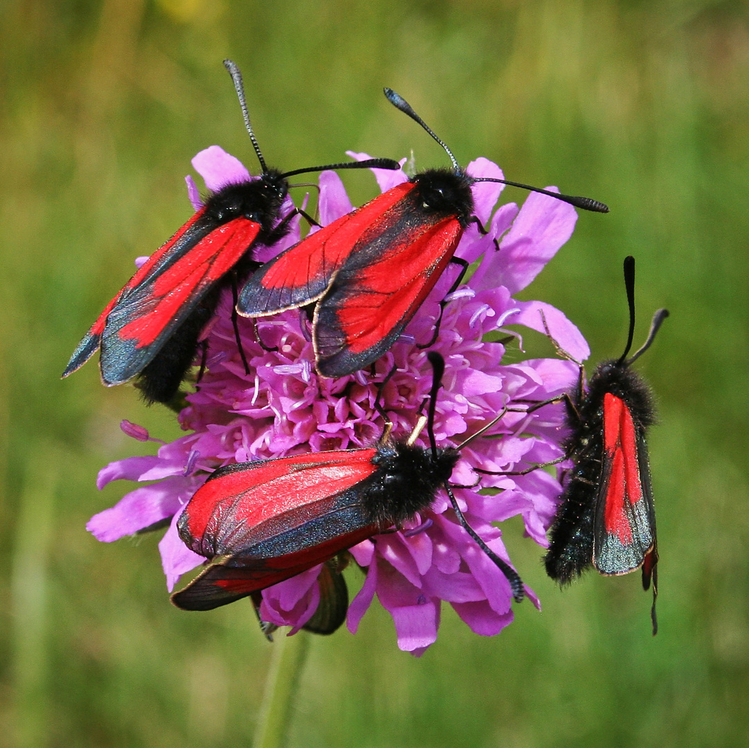 Thymian-Widderchen, Zygaena purpuralis (IMG_7334_ji, neu)