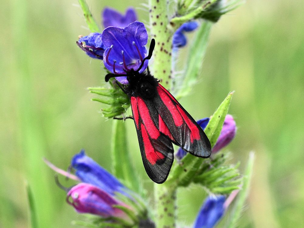 Thymian Widderchen (Zygaena purpuralis Komplex)