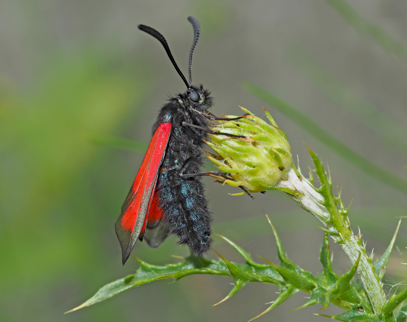 Thymian-Widderchen (Zygaena purpuralis) - La Zygène pourpre.