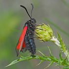 Thymian-Widderchen (Zygaena purpuralis) - La Zygène pourpre.