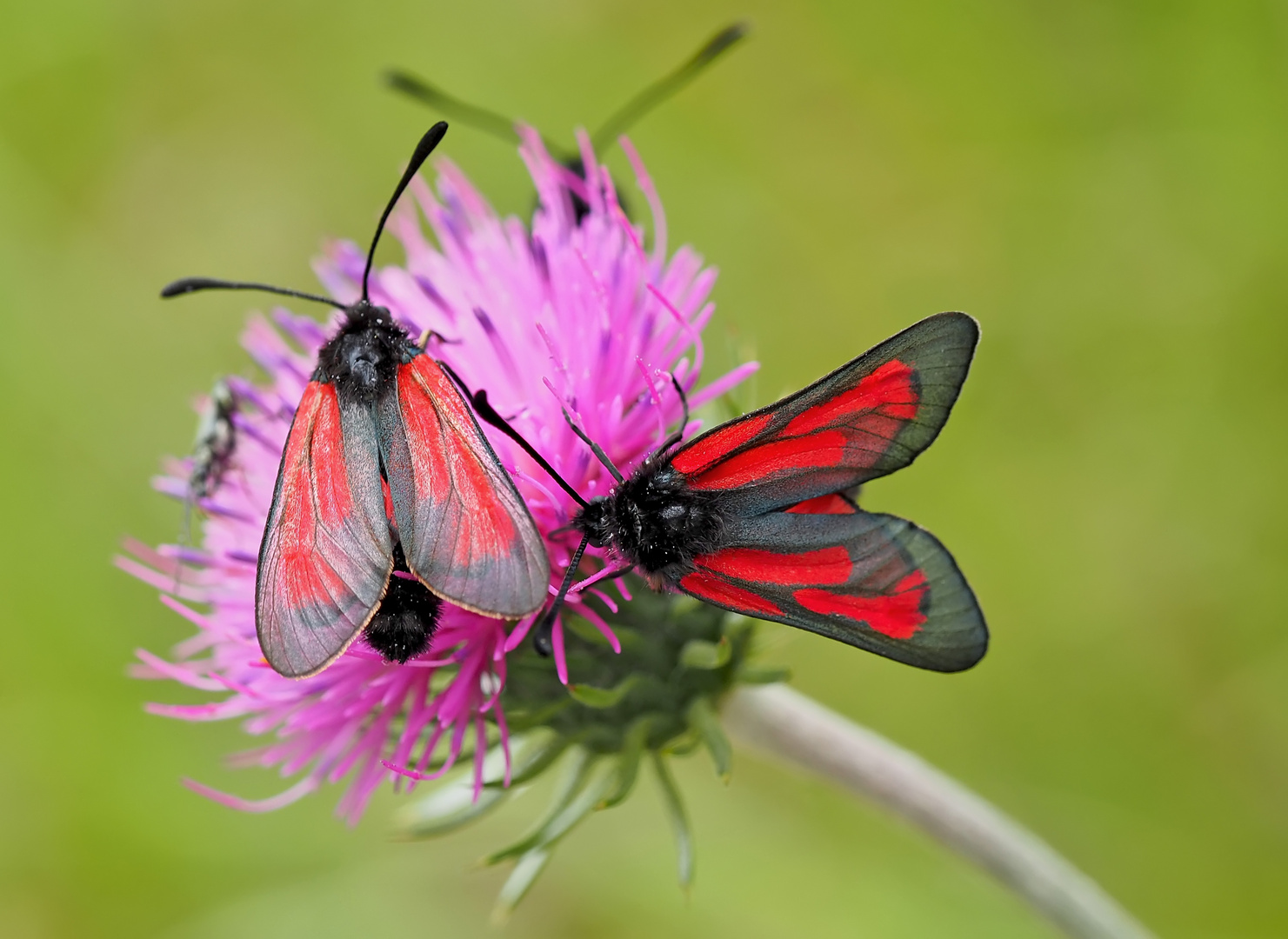 Thymian-Widderchen (Zygaena purpuralis oder Zygaena minos) - La Zygène pourpre.