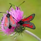 Thymian-Widderchen (Zygaena purpuralis oder Zygaena minos) - La Zygène pourpre.