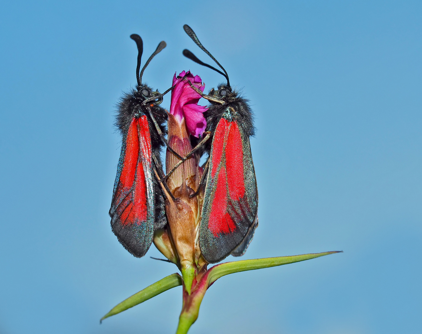 Thymian-Widderchen (Zygaena purpuralis), schon fast im Himmel! - La Zygène pourpre.