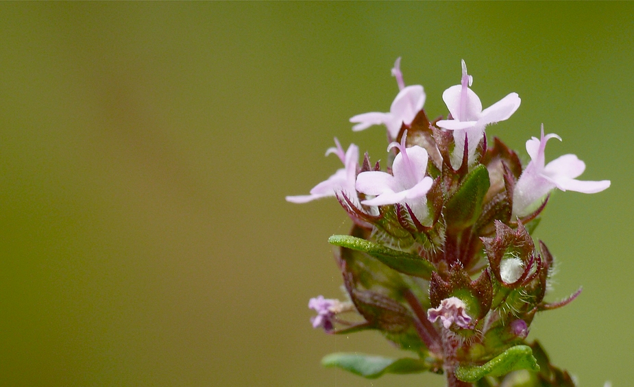 Thymianblüte