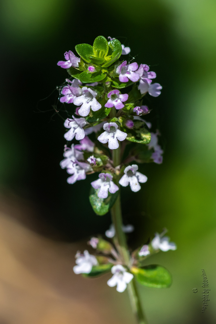 Thymianblüte