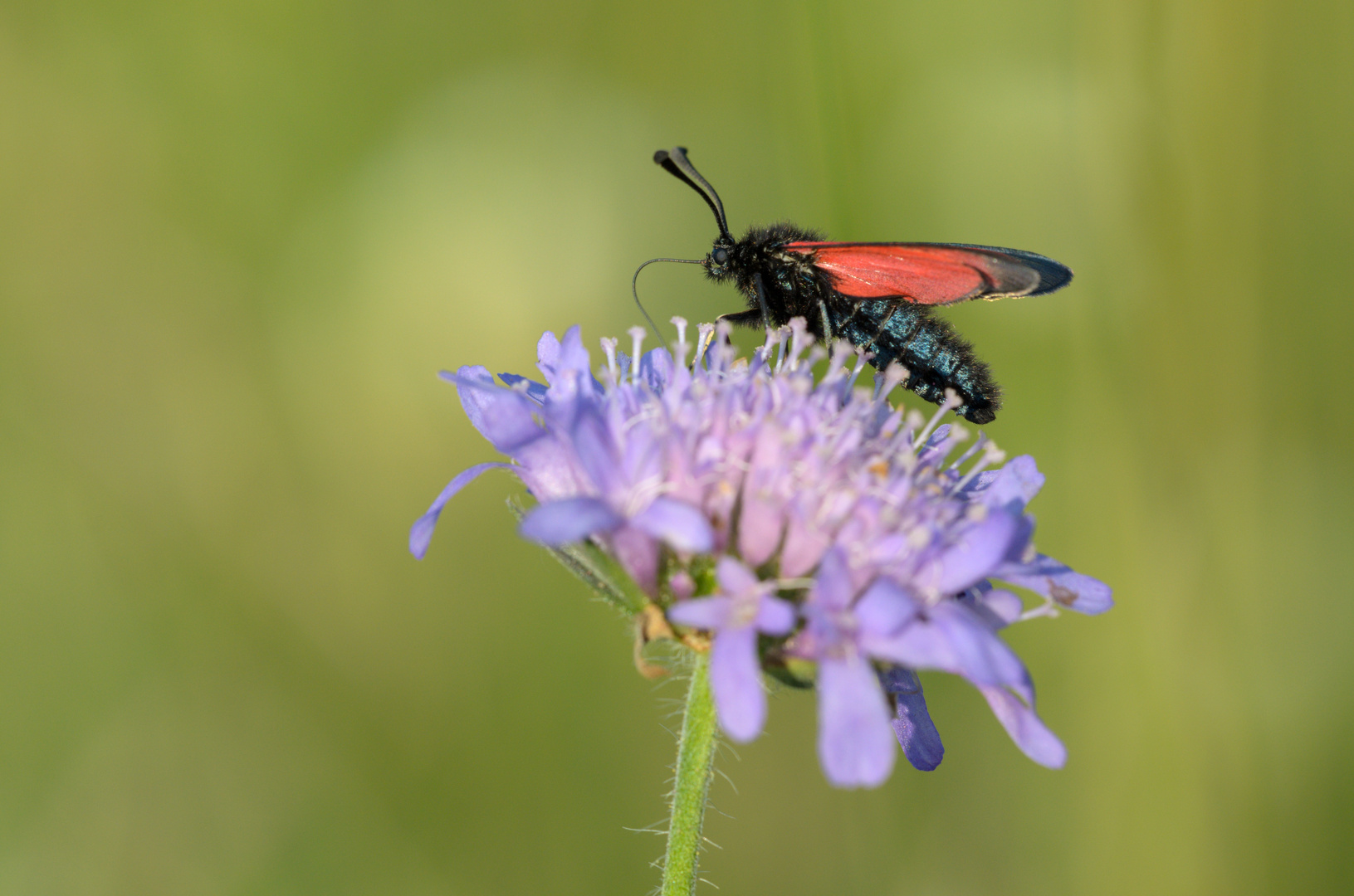 Thymianwidderchen auf Scabiose