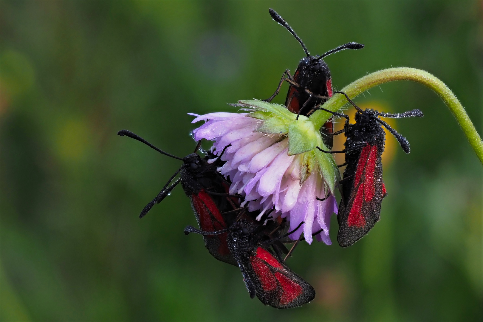 Thymianwidderchen (Zygaena purpuralis) 