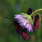 Thymianwidderchen (Zygaena purpuralis) 