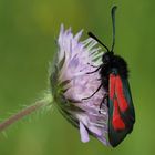 Thymianwidderchen (Zygaena purpuralis)