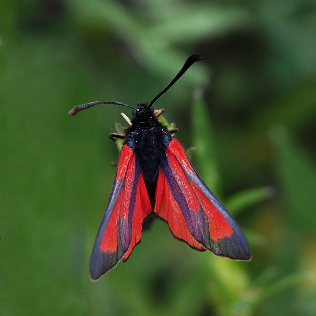 Thymianwidderchen (Zygaena purpuralis)