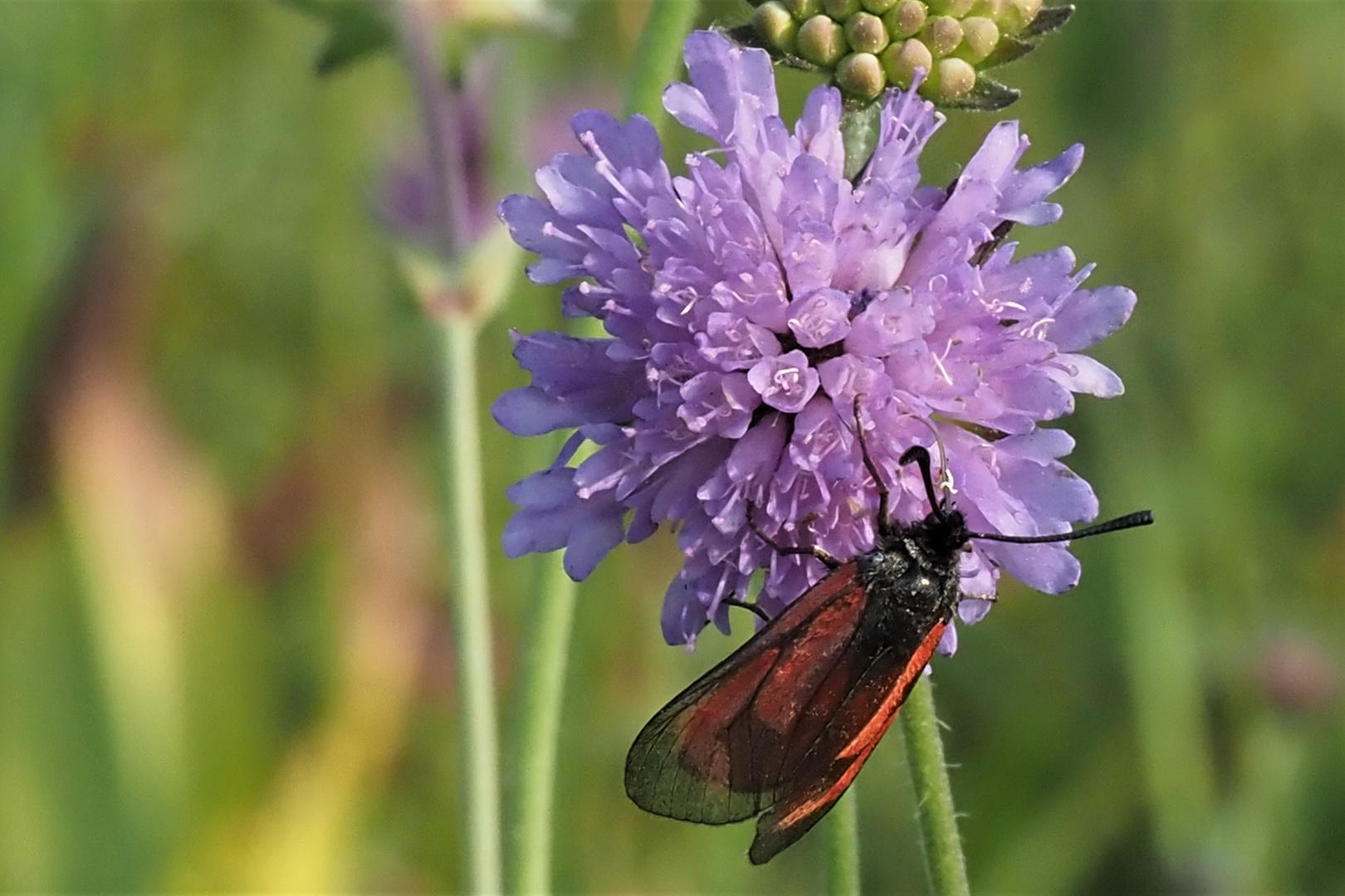 Thymianwidderchen (Zygaena purpuralis)