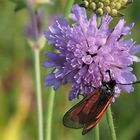 Thymianwidderchen (Zygaena purpuralis)