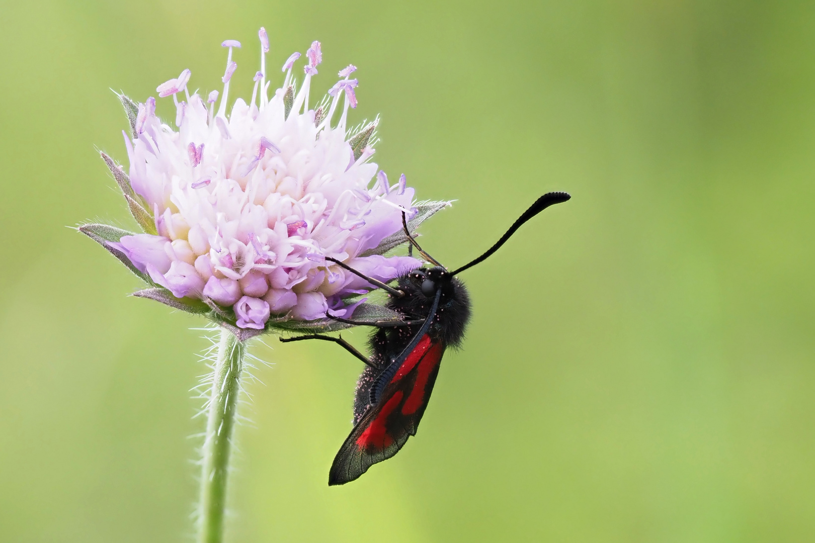 Thymianwidderchen (Zygaena purpuralis) 