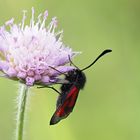 Thymianwidderchen (Zygaena purpuralis) 