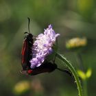 Thymianwidderchen (Zygaena purpuralis) 