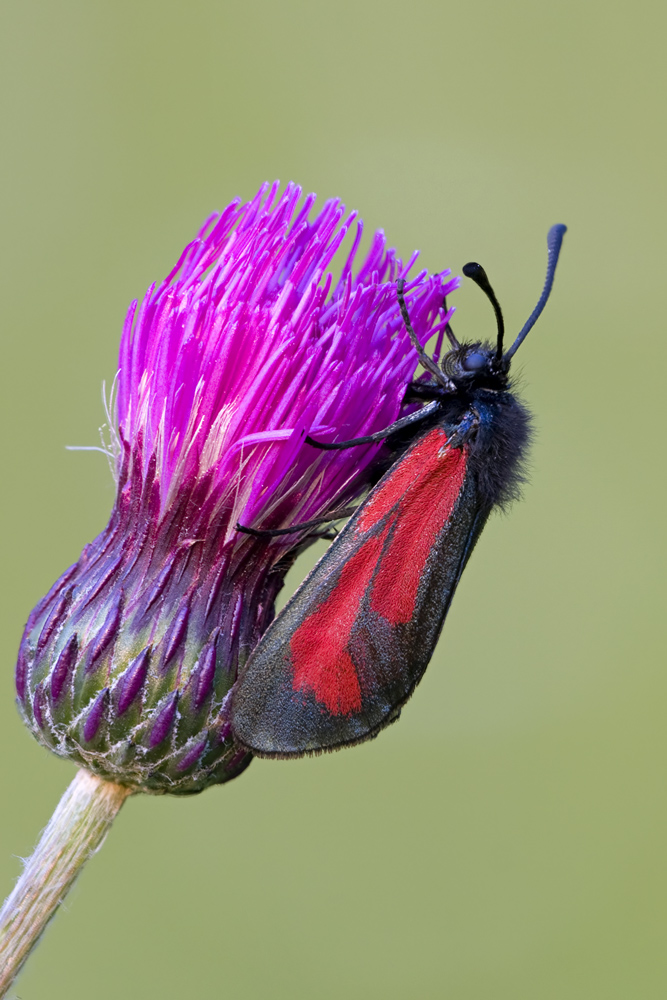 Thymianwidderchen - Zygaena purpuralis