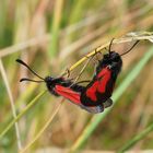 Thymianwidderchen (Zygaena purpuralis)