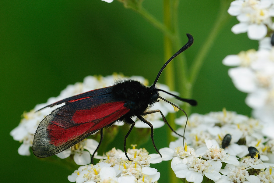 Thymianwidderchen (Zygaena purpuralis)