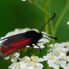 Thymianwidderchen (Zygaena purpuralis)