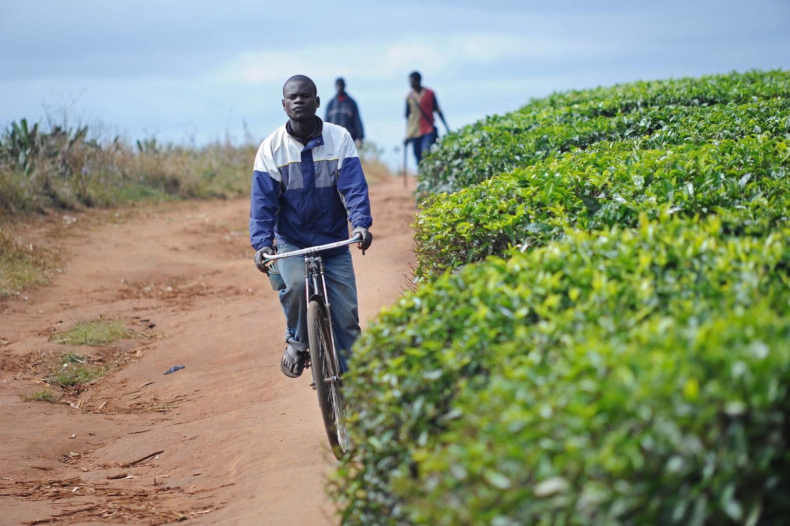 Thyolo tea Estate